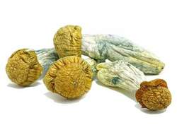 Buy Magic Mushrooms Online UK – 2025 Guide