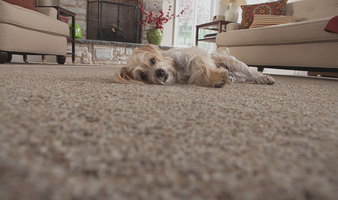 Cut Pile And Loop Pile Carpet