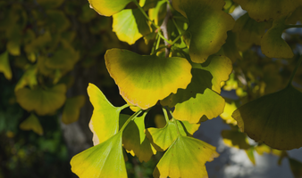 Ginkgo